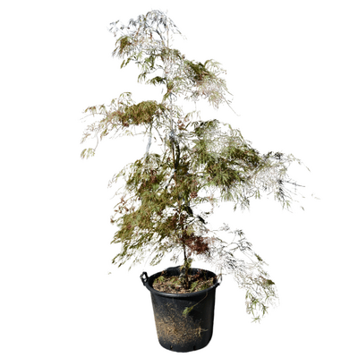 Acer dissectum 'Crimson Queen'