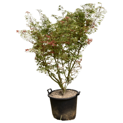 Acer palmatum 'Deshojo'