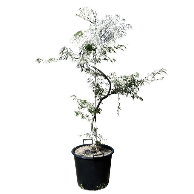 Acer palmatum dissectum 'Flavescens'