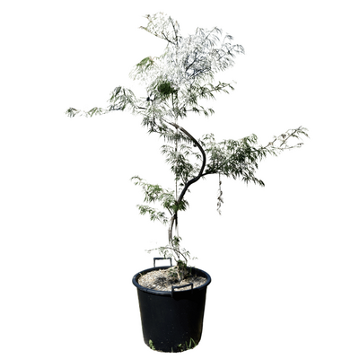 Acer palmatum dissectum 'Flavescens'