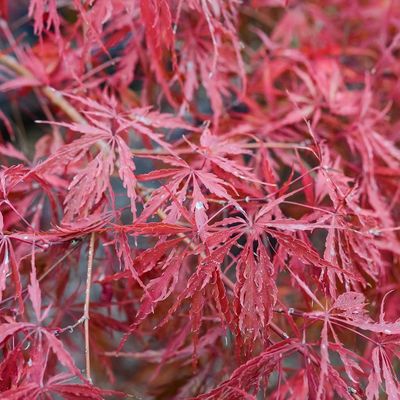 Acer palmatum dissectum 'Tamukeyama'