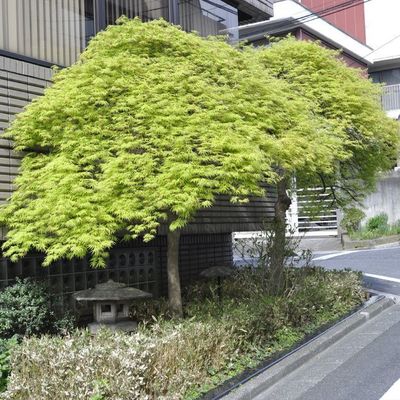 Acer palmatum dissectum 'Viridis'