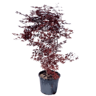 Acer palmatum 'Fire Glow'