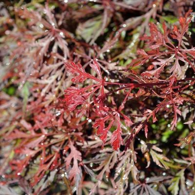 Acer palmatum dissectum 'Orangeola'