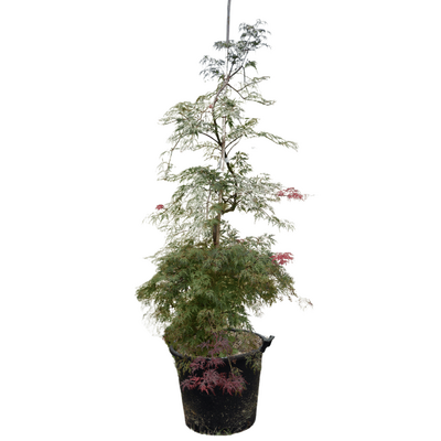 Acer palmatum dissectum 'Orangeola'