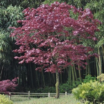 Acer palmatum 'Fire Glow'