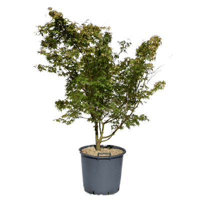 Acer palmatum 'Katsura'