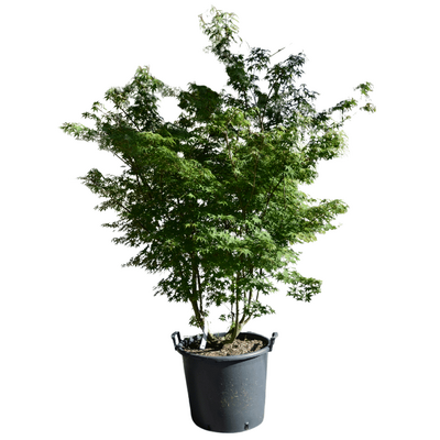 Acer palmatum 'Katsura'