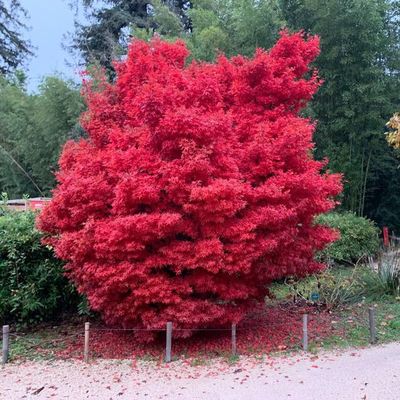 Acer palmatum 'Skeeter's Broom'