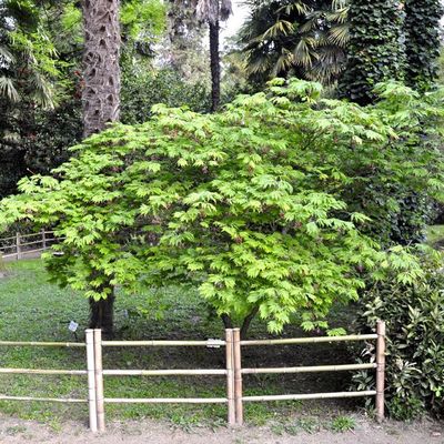 Acer japonicum 'Aconitifolium'