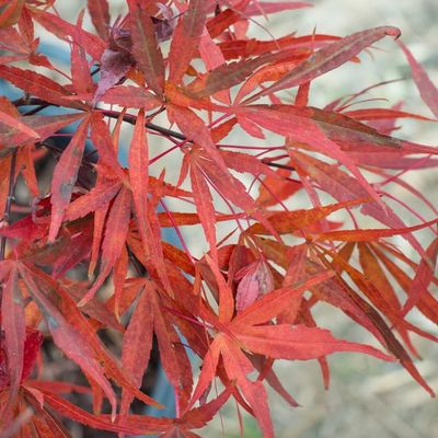 Acer palmatum 'Atrolineare'