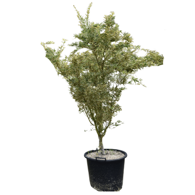 Acer palmatum 'Butterfly'