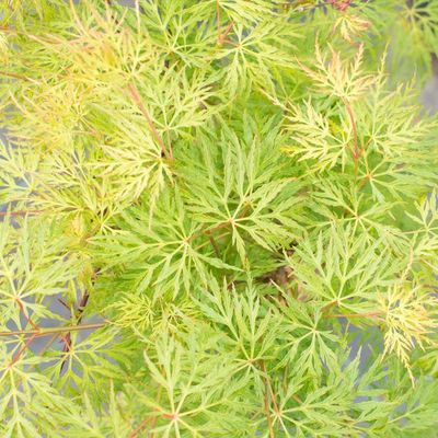 Acer palmatum dissectum 'Emerald Lace'