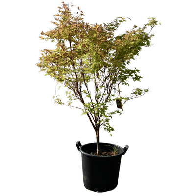 Acer palmatum 'Sango-Kaku'