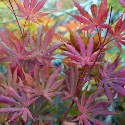 Acer palmatum 'Trompenburg'