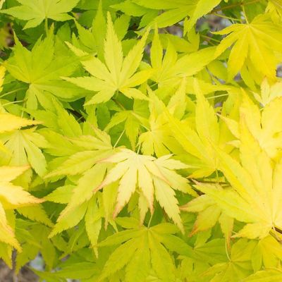 Acer palmatum 'Ueno Yama'