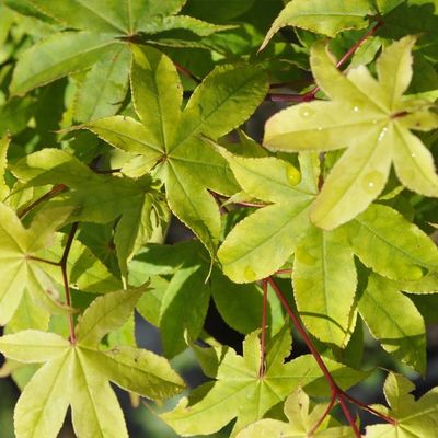 Acer palmatum 'Osakazuki'