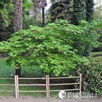 Acer japonicum 'Aconitifolium'