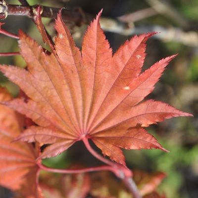 Acer japonicum 'Vitifolium'