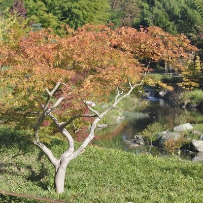 Acer palmatum dissectum 'Rubrifolium'