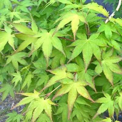 Acer palmatum 'Aureum'