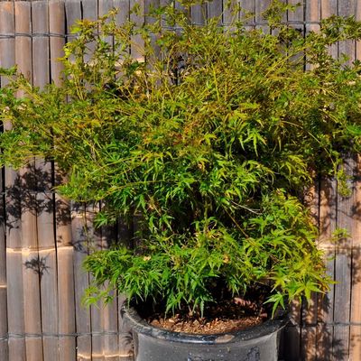 Acer palmatum 'Kamagata'