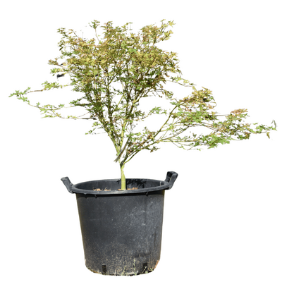 ACER palmatum 'Wilson's Pink Dwarf'