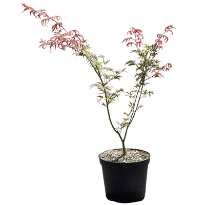 Acer palmatum 'Shirazz' 7L
