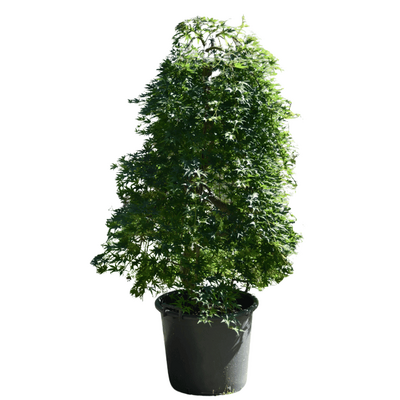 Acer palmatum 'Ryusen' 50L
