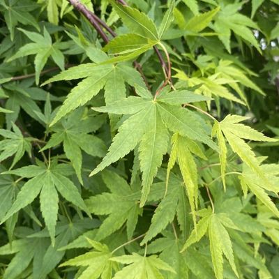 Acer palmatum 'Ryusen' 30L