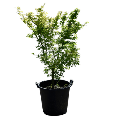 Acer palmatum dissectum 'Paul Garnet'