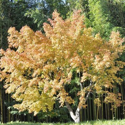Acer palmatum 'Katsura'