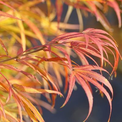Acer palmatum 'Scolopendrifolium'