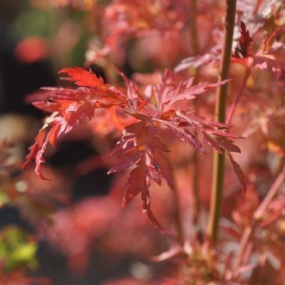 Acer palmatum 'Seiryu'