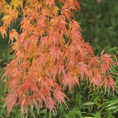 Acer palmatum dissectum 'Palmatifidum'