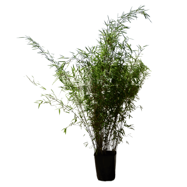 FARGESIA nitida ‘Volcano’