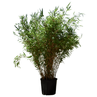 FARGESIA robusta 'Campbell'