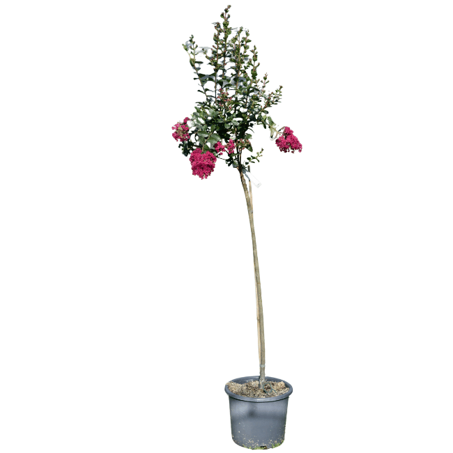 Lagerstroemia 'Braise d'été' Tige 15L