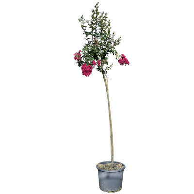 Lagerstroemia 'Braise d'été' Tige 15L