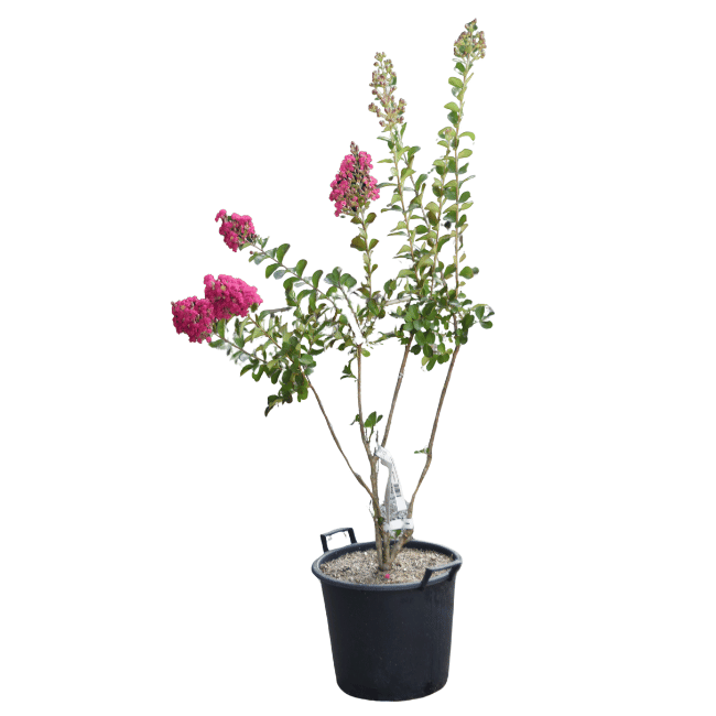 Lagerstroemia 'Braise d'été' 30L