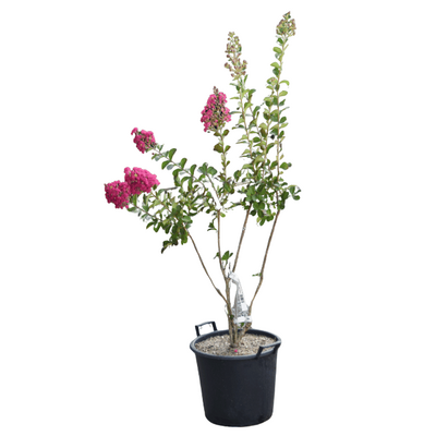 Lagerstroemia 'Braise d'été' 30L