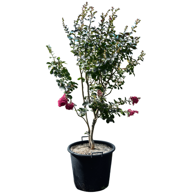 Lagerstroemia 'Braise d'été' 50L