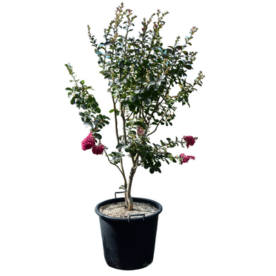 Lagerstroemia 'Braise d'été' 50L