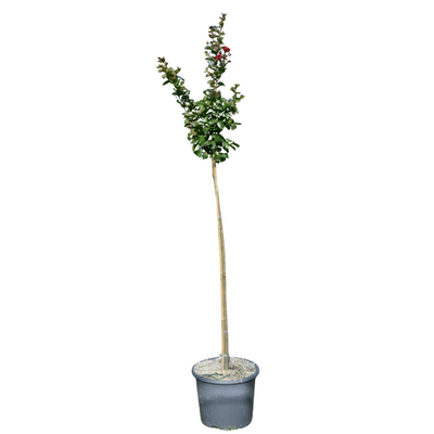 Lagerstroemia 'Dynamite' Tige 15L