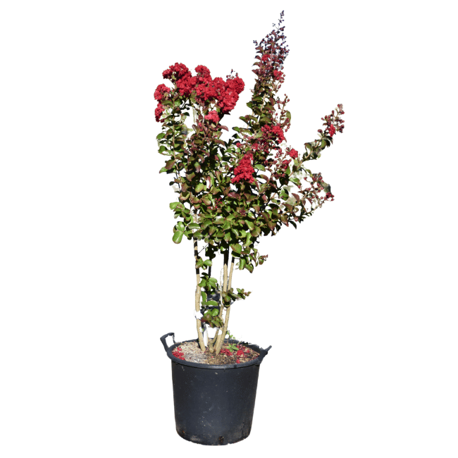 Lagerstroemia 'Dynamite' 30L