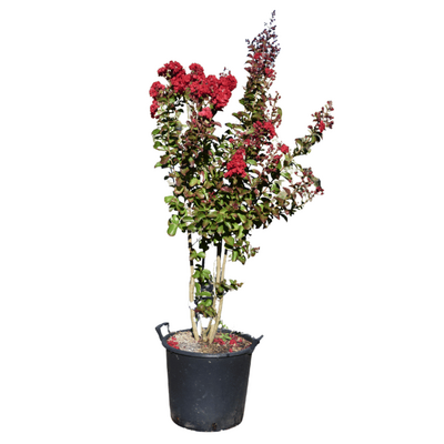 Lagerstroemia 'Dynamite' 30L