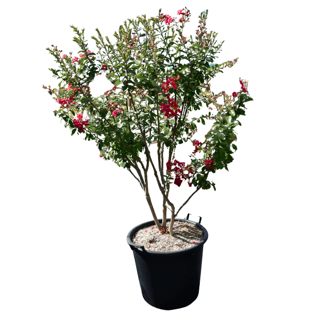 Lagerstroemia 'Dynamite' 50L