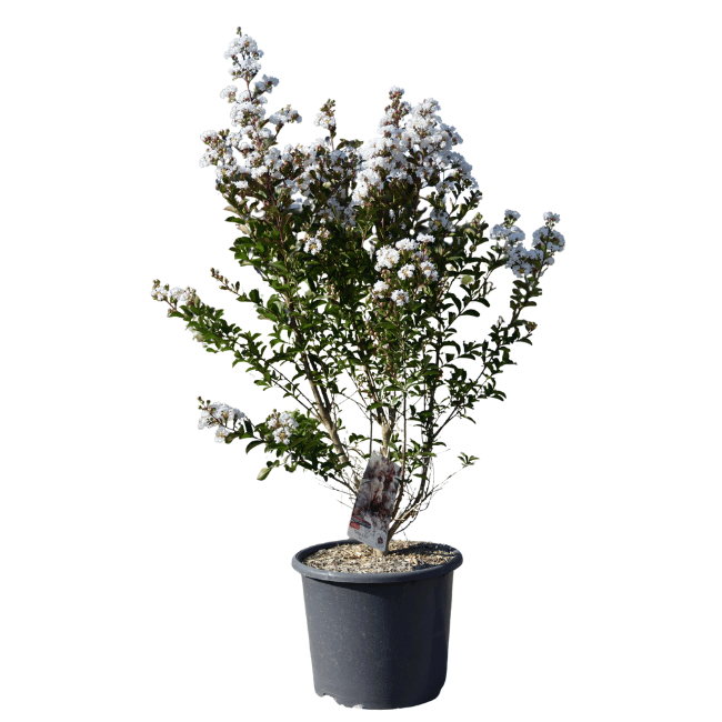 Lagerstroemia 'Neige d'été' - 15L