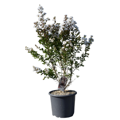Lagerstroemia 'Neige d'été' - 15L