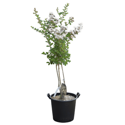 Lagerstroemia 'Neige d'été' - 30L